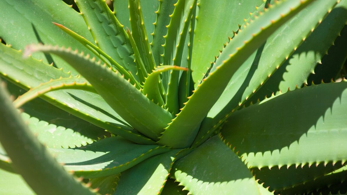 aloe v Hondrofroste